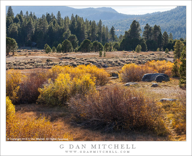 Meadow and Forest, Picketts Junction