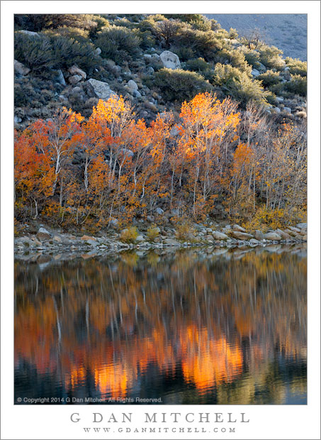 Shoreline Aspens, Morning Light