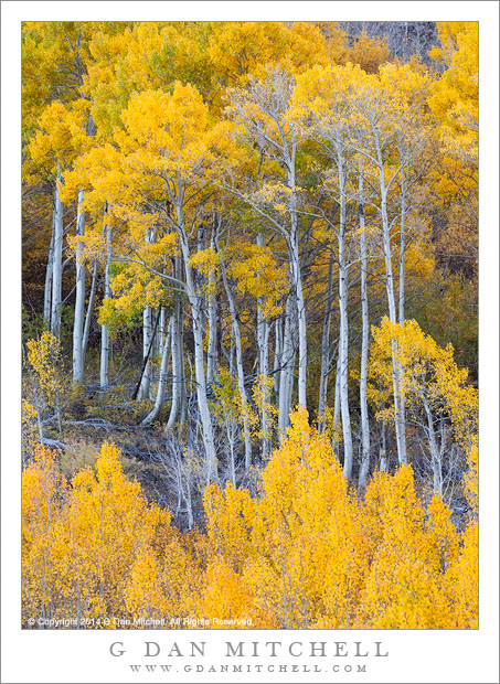 Tall Aspen Grove