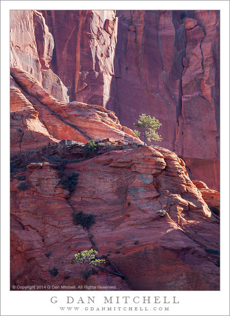 Trees and Cliffs, Morning