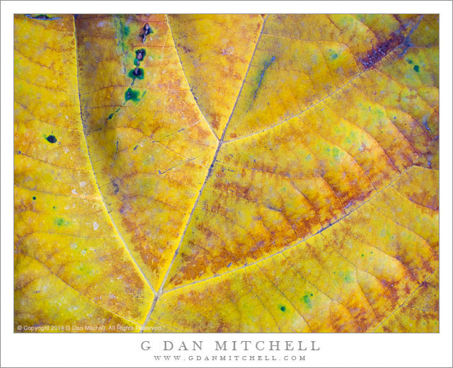 Colorful Giant Leaf