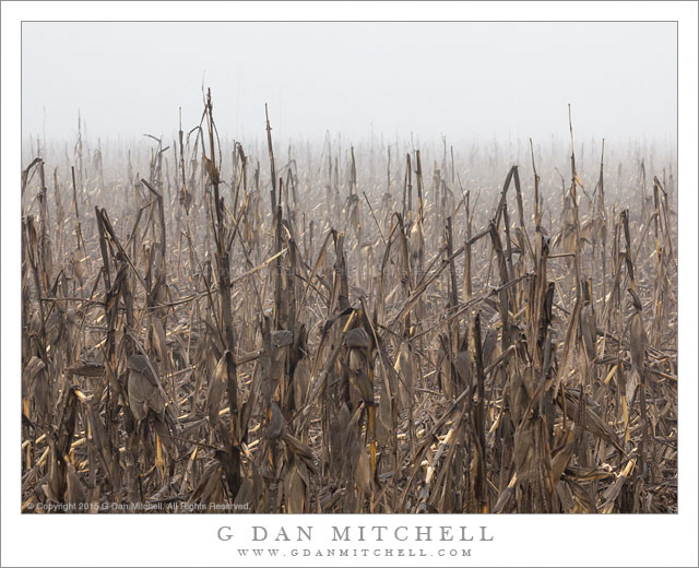 Corn Field, Fog