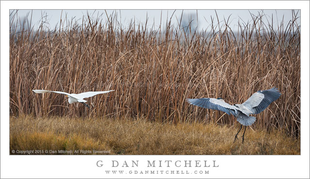 Egret and Heron