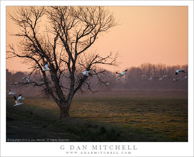 Geese, Tree, Dusk