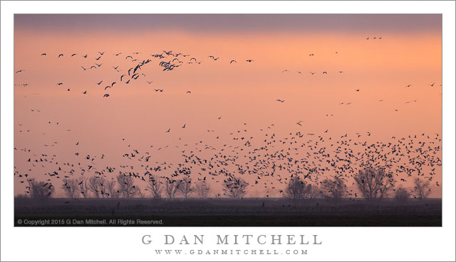 Geese, Winter Dusk Sky