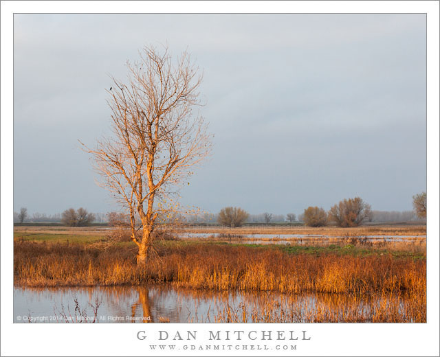 Wetlands Tree, Evening