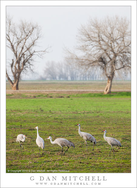 Quintet of Cranes