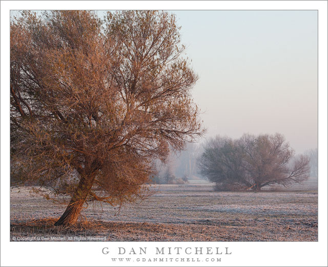 Morning Frost, Fog, and Trees