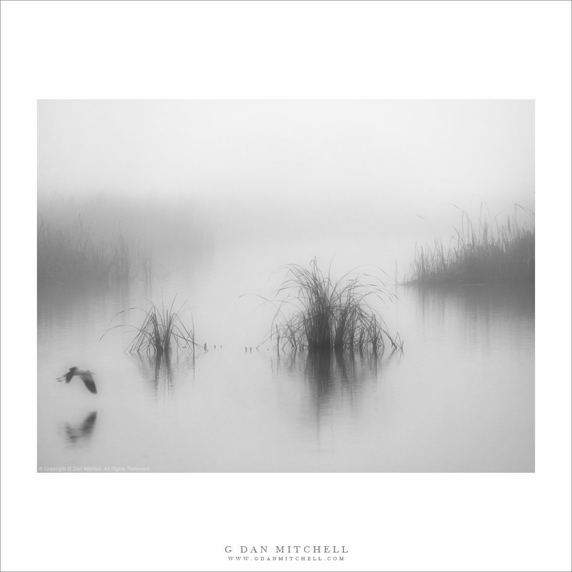 Tule Fog and Marsh, with a passing bird