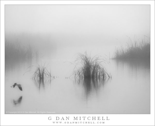 Tule Fog, Marsh