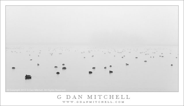 Ducks, Pond, Fog