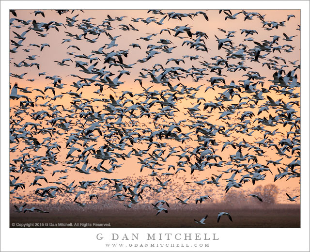 Geese in Flight, Dusk