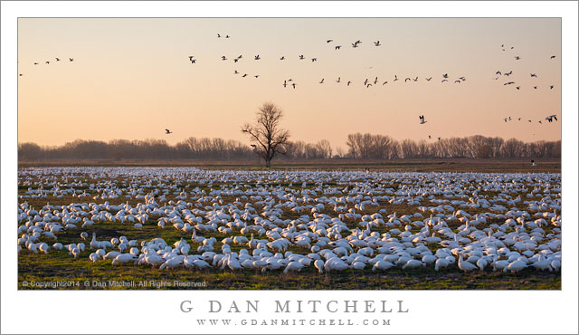 Ross's Geese, Evening