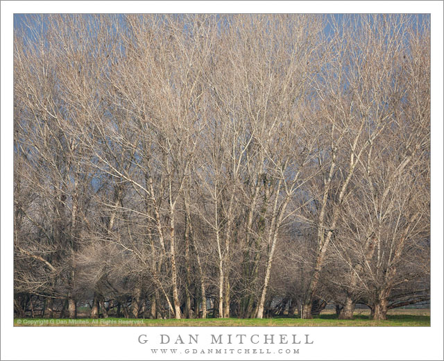 Central Valley Winter Trees