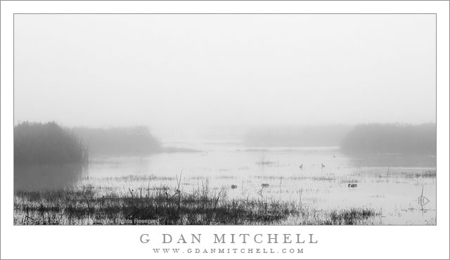 Wetlands, Winter Fog