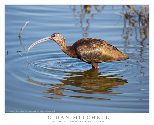 White Faced-Ibis