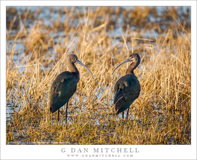 Two White-Faced Ibises