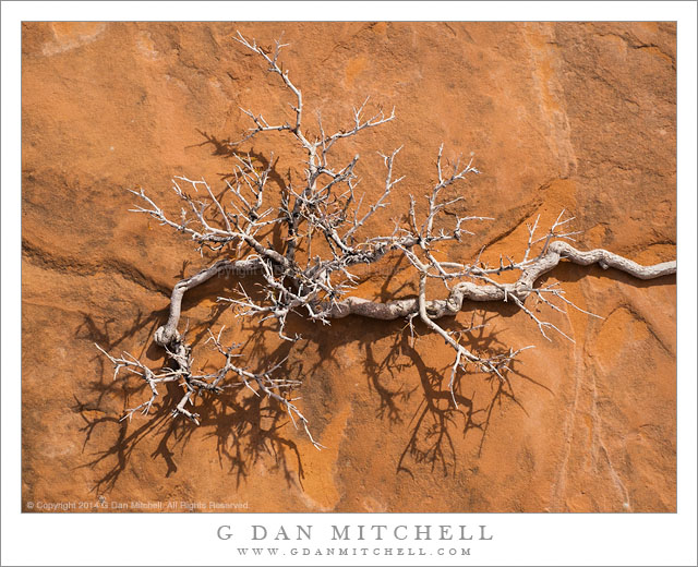 Bleached Plant, Sandstone, Shadows