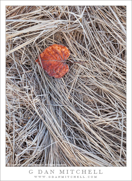 Cottonwood Leaf, Dry Grass, Winter