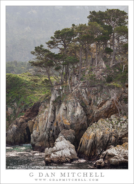 Monterey Cypress, Cliffs