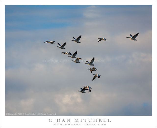 Ross's Geese, Clouds