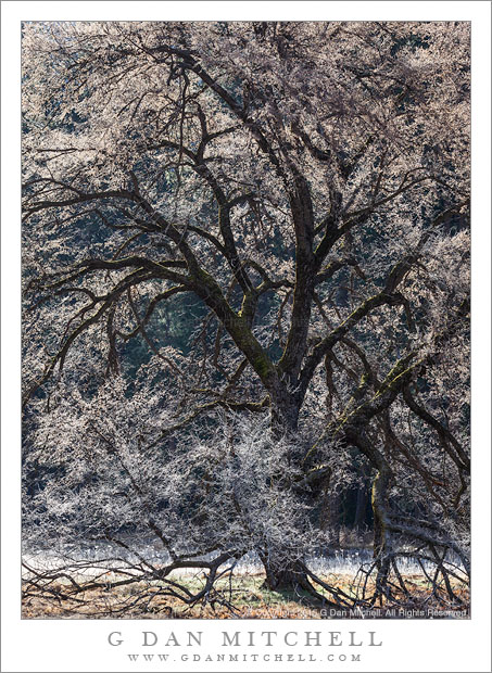 Tree and Morning Frost