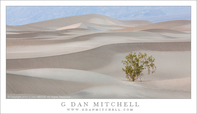 Creosote Bush, Dunes, Evening