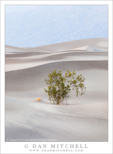 Creosote Bush, Sand, Mountains