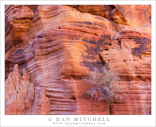 Canyon Walls, Plant