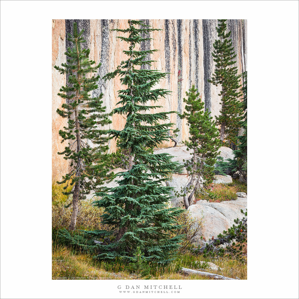 Hemlock and Pine, Stained Cliff — Yosemite