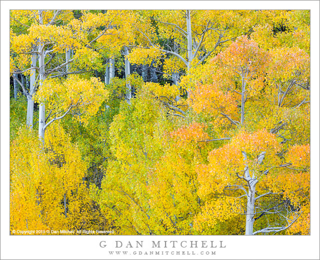 Aspen Color