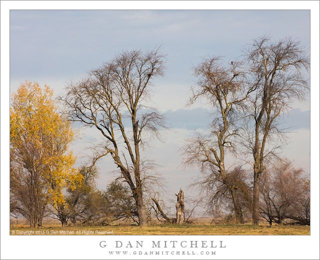 Central Valley Trees and Fog