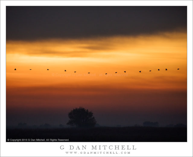 Dawn Flight of White Pelicans