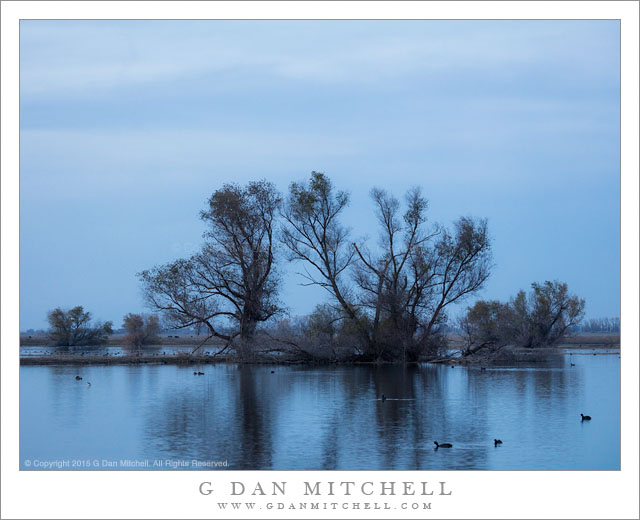 Evening Trees