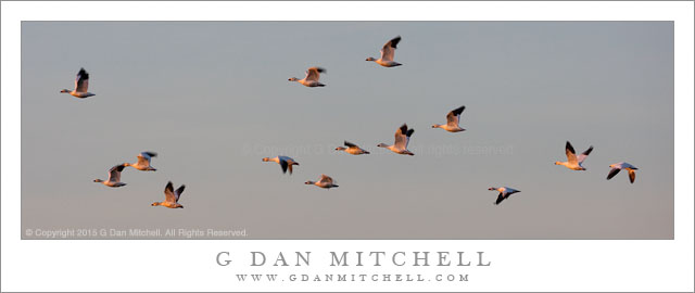 Snow Geese, Sunset Light