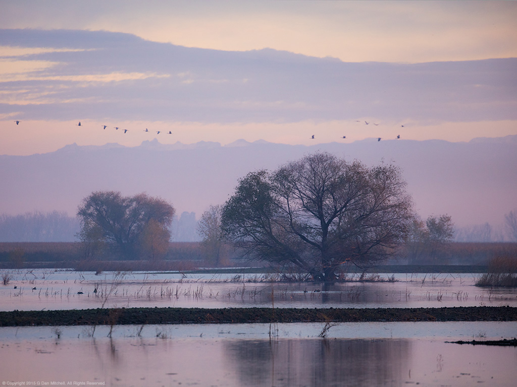 Wetlands Dawn, Sierra Crest