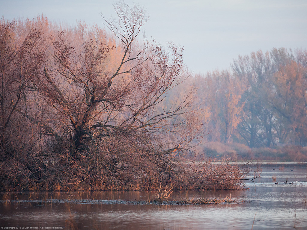 Wetlands, Early Light