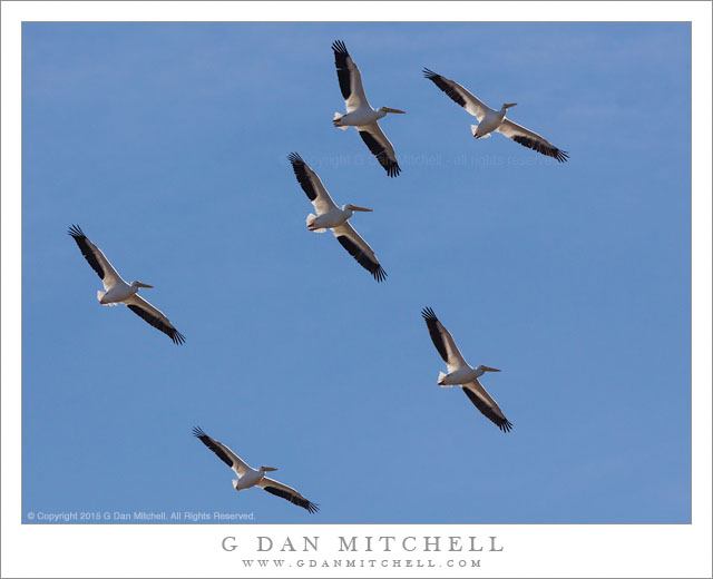 White Pelicans