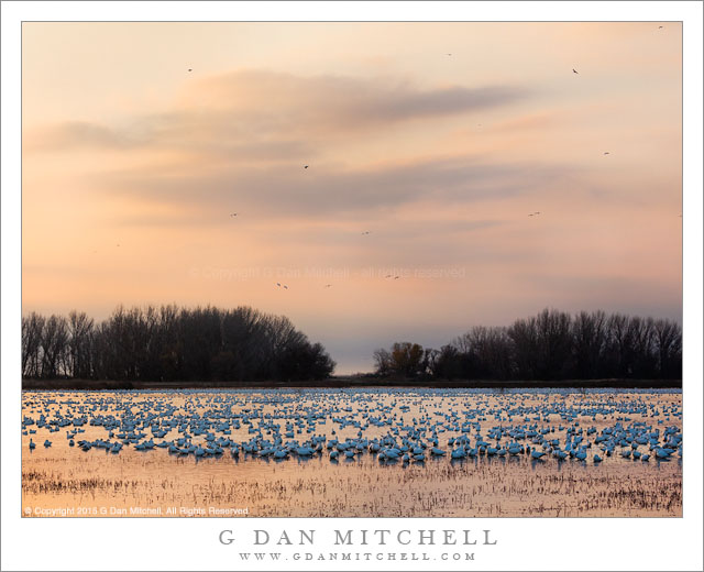 Geese, Morning