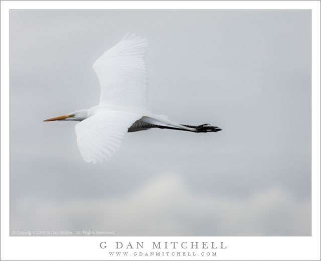 Great Egret