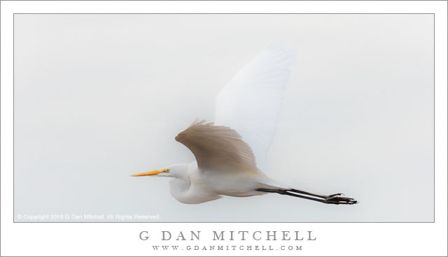 Great Egret