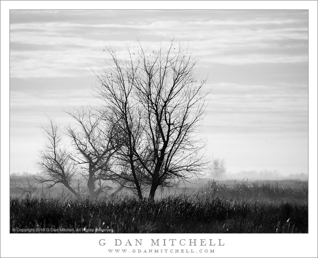 Winter Morning, Sacramento Valley