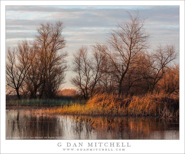 Winter Wetlands, Morning