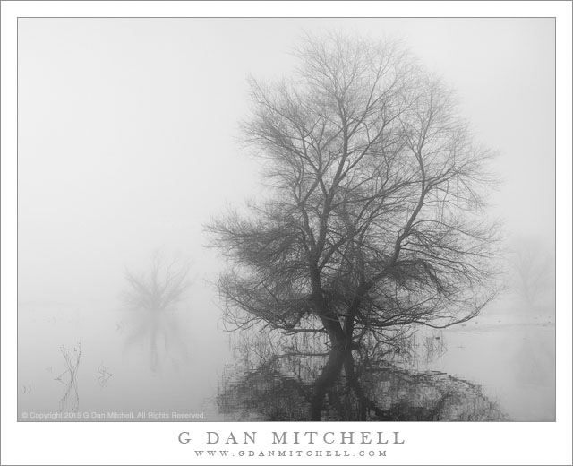 Wetlands Tree, Fog