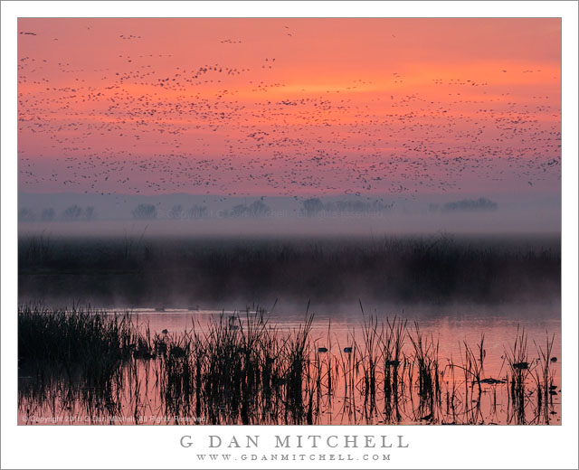 Sunrise, Marshland, Birds