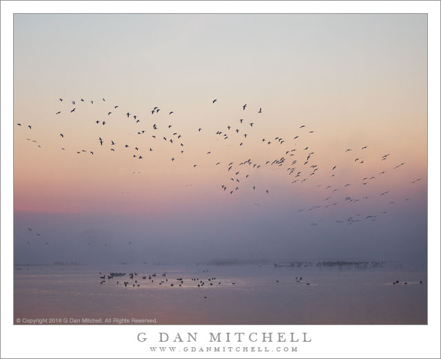 Wetlands Dawn, Arriving Birds