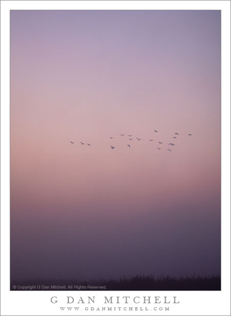 Birds, Fog, First Light