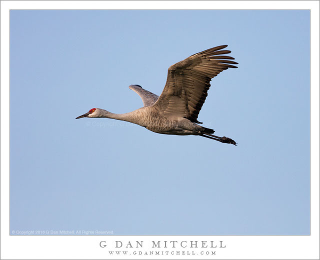 Lesser Sandhill Crane