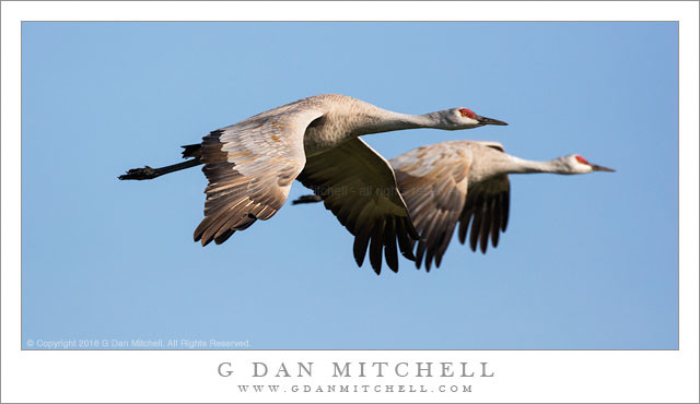 Two Sandhill Cranes in Flight