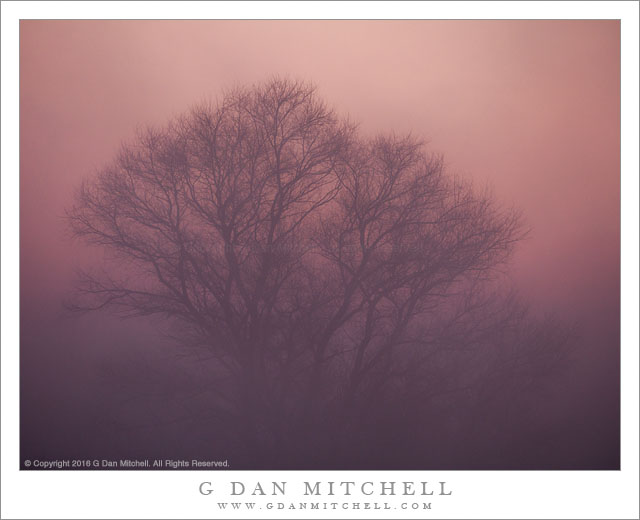 A Tree, Fog, Dawn Light